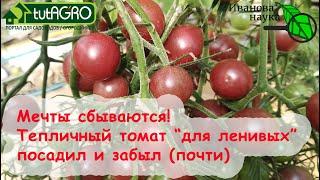 ВАС ОБМАНУЛИ ВАМ ДАЛИ ГОРАЗДО ЛУЧШЕ - мой случай для ЭТОГО ТОМАТА Самый надежный черри для теплиц