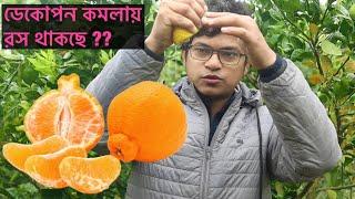 পৃথিবীর সেরা কমলা ডেকোপন কেমন খেতে ? ডেকোপন কমলালেবু রিভিউ  Dekopon Sumo Orange review