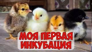 Инкубация куриных яиц от А до Я  Вывод кормление и уход за цыплятами