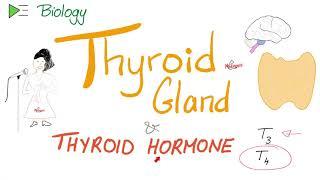 The Thyroid Gland and the Thyroid Hormone T3 & T4 - Endocrine System