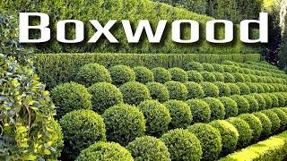 Boxwood hedge design ideas and pruning tips