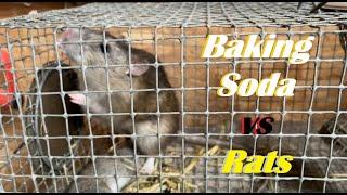Baking Soda vs Rats - Part 2 - 6 Month UPDATE #ratcontrol #farmlife
