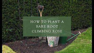 Planting a bare root climbing rose
