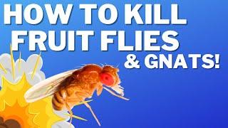 How to get rid of Fruit Flies Gnats & Drain Flies in 1 Easy Step Use This Trick to Kills Gnats