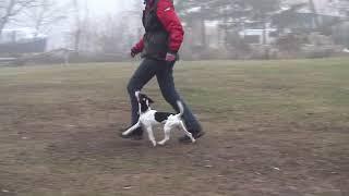 Parson Russell Terrier Obedience Unterordnung