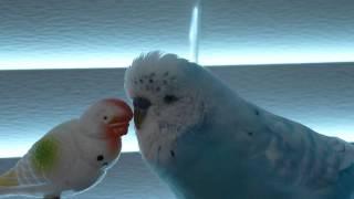 ENGLISH BUDGIE PARAKEET TALKING TO HIS LITTLE FRIEND