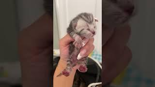 Kittens are 2 days old and have doubled in size  this is Stripes First boy born