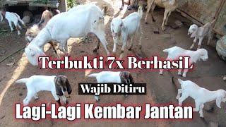 anak kambing lahir kembar jantan terus  sukses breeding kambing