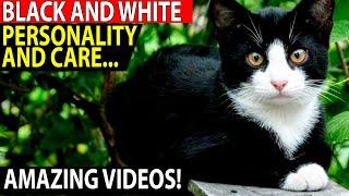 All About Black and White Cats Personality and Care