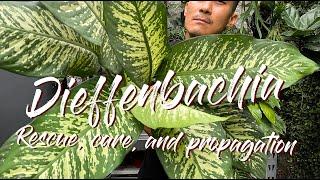 Dieffenbachia rescue by propagation and some care tips