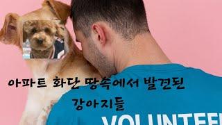 입양한 19마리 강아지 아파트 화단 땅속에서 발견