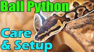 How to Care for Ball Pythons