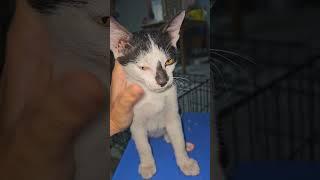 Nhị Ca rất bản lỉnh #khethui #cat #cute #funny