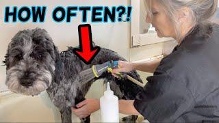 How Often Should You Bath Your Dog? DOG GROOMERS OPINION