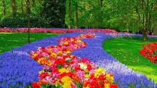 Кекенхоф - королевский парк цветов Голландия  Keukenhof - the royal flower park Netherlands