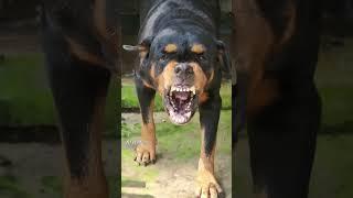 Bow Bow Angry Dog Barking Videos  Rottweiler 
