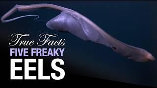 True Facts Five Freaky Eels