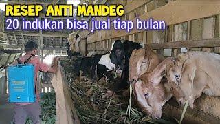 resep ternak kambing bisa berkelanjutan walau untuk usaha pokok