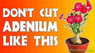 HOW TO TRIM AN ADENIUM PROPERLY  PlantPulse Hub