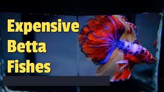 Most Expensive Betta Fish Collection