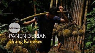 BERBURU DURIAN DI BADUY