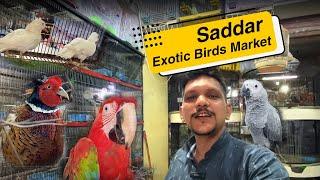 𝐁𝐈𝐆𝐆𝐄𝐒𝐓 𝐏𝐀𝐑𝐑𝐎𝐓𝐒 & 𝐁𝐈𝐑𝐃𝐒 𝐌𝐀𝐑𝐊𝐄𝐓  SADDAR BIRDS MARKET  @ParadiseBirdsInformation1