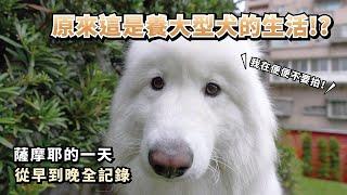 『原來這是養大型犬的生活?』薩摩耶的一天，從早到晚全記錄薩摩耶多比Dobby is free