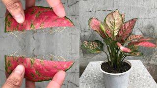 Propagation of Aglaonema Rotundum Pink from leave a new method