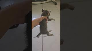 Leo và Xíu là 2 cái tên Không phải Tui đặt #khethui #cat #funny#animals #pets