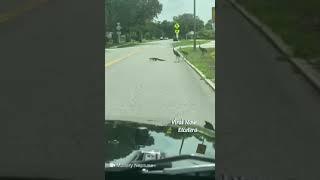 Funny ALLIGATOR Passing on the Street with BIRDS