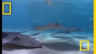 Stingray  National Geographic