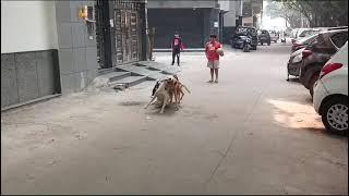 beware from Street dogs