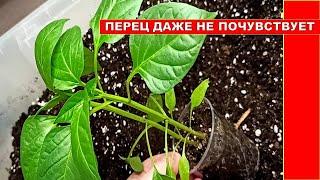 ПЕРЕСАДКУ ПЕРЕЦ даже не почувствует Отличный состав грунта для ПЕРЦА СЛАДКОГО своими руками