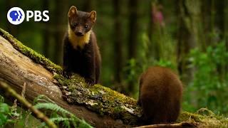 Growing Up as an Irish Pine Marten