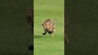 Run Forrest Run  #cat #cats #funny #viral #fyp #shorts #short