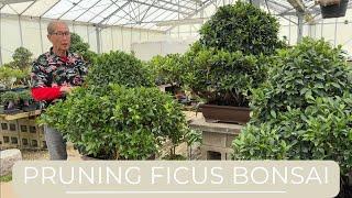 Pruning Ficus Bonsai