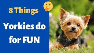 8 Things Yorkies Like to Do for Fun  6 & 8 is Shocking 