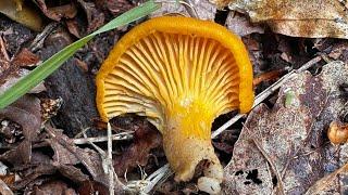 Identifying The Orange Chanterelle Cantharellus Friesii