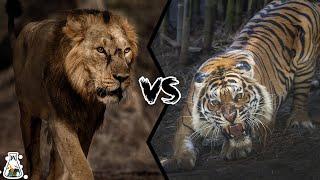 ASIATIC LION VS BENGAL TIGER - Who is The King of Asia?