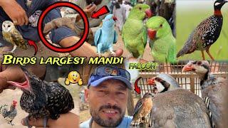 Peshawar saifan mandi kohat road  bird mandi fresh updates 2024 