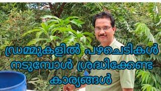 ഡ്രമ്മുകളിൽ പഴചെടികൾ എങ്ങനെ നടാം  How to plant fruit plants in drums