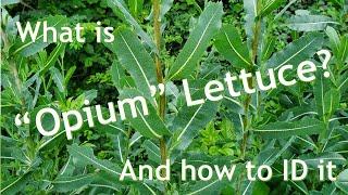 Opium Lettuce Spiny Lettuce Wild Lettuce ID and Uses