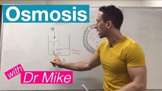 Osmosis  Membrane Transport
