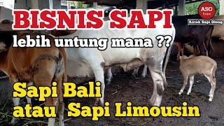 UNTUNG MANA BISNIS SAPI BALI ATAU SAPI LEMOSIN SIMENTAL