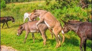 Super Murrah Donkey Meeting First Time