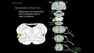 Foundational features of the brainstem