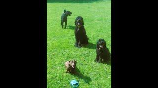 Dachshund Stella and the guys.@DogtrainersUK