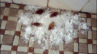 How To Get Rid of All Cockroaches Overnight & Permanently Just By Using Baking Soda