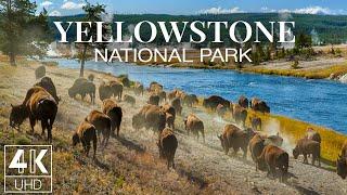 9 HOURS Amazing Nature & Wildlife of Yellowstone National Park - Wallpapers Slideshow in 4K UHD