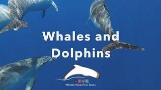 Eco Whale & Dolphin Tour -  Tenerife